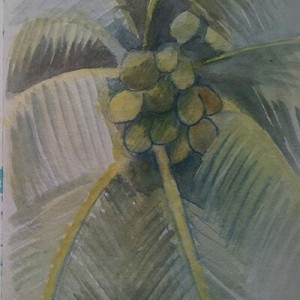 Sketch: Coco palm study