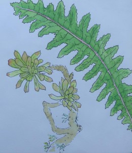 Sketch: Clare's Gomera botanicals