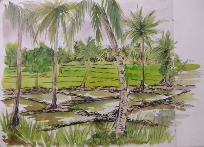 Sketch: Paddy fields