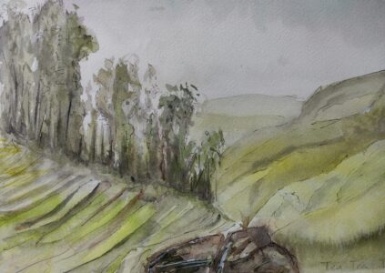 Sketch: Tea plantation, Caroline