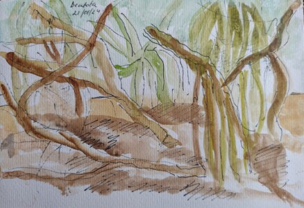 Sketch: Mangroves
