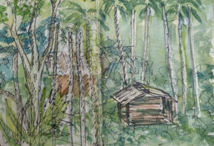 Sketch: Rainforest
